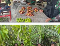 TNI Milik Rakyat, Satgas Yonif 122/Tombak Sakti Membantu memanen dan membeli Hasil Panen Warga Papua